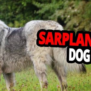 🐕 sarplaninac dog – all about the sarplaninac dog breed!