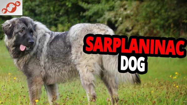 🐕 sarplaninac dog – all about the sarplaninac dog breed!