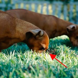 why dogs eat grass? 5 main reasons