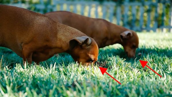 why dogs eat grass? 5 main reasons