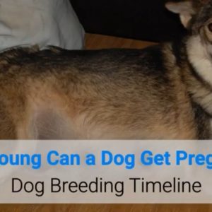 how young can a dog get pregnant? dog breeding timeline