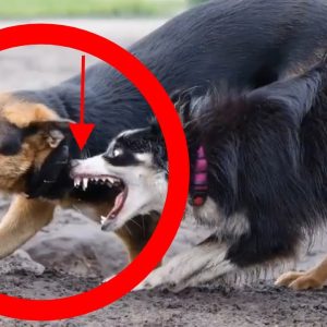 how to stop dog aggression towards other dogs?