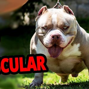 🐕 muscular dogs – top 10 most muscular dog breeds in the world!