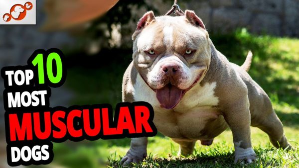 🐕 muscular dogs – top 10 most muscular dog breeds in the world!