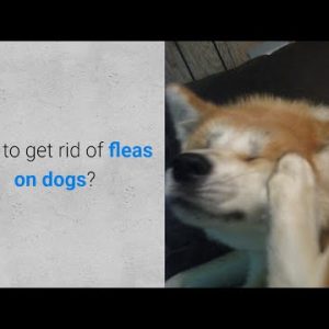 how to get rid of fleas on dogs? 5 methods