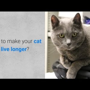 how to make your cat live longer? 7 important things