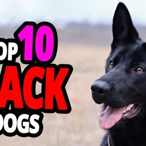 🐕 black dogs top 10 black dog breeds in the world!