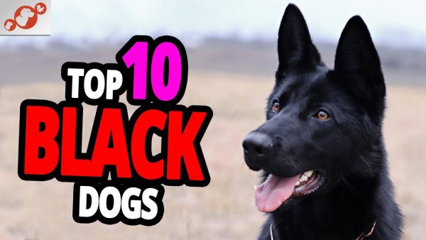 🐕 black dogs top 10 black dog breeds in the world!