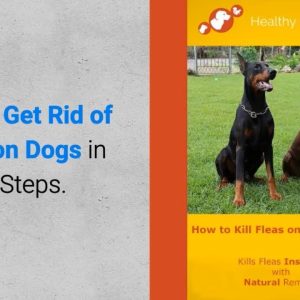 professional hps guide how to get rid of fleas on dogs in 4 steps?