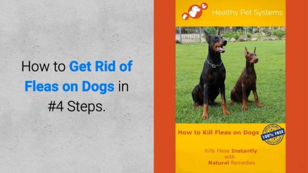 professional hps guide how to get rid of fleas on dogs in 4 steps?