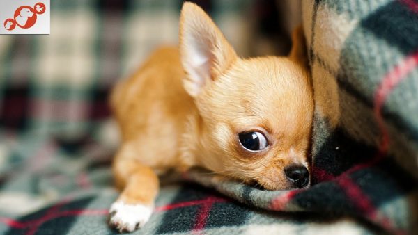 🐕 dogs fear top 15 things that dogs fear the most in the world!