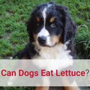 ✅ can dogs eat lettuce? watch this first!