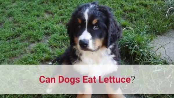 ✅ can dogs eat lettuce? watch this first!