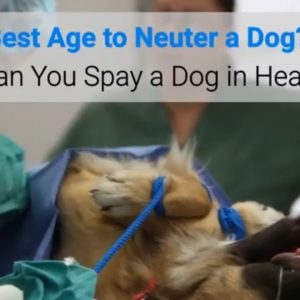 best age to neuter a dog? can you spay a dog in heat?