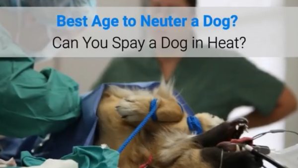 best age to neuter a dog? can you spay a dog in heat?