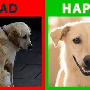 🐕 is your dog happy or sad? top 10 signs your dog is happy with you!