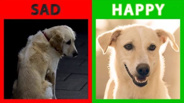 🐕 is your dog happy or sad? top 10 signs your dog is happy with you!