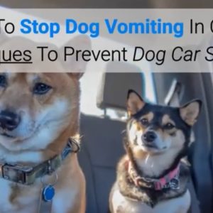 how to stop dog vomiting in car? 5 techniques to prevent dog car sickness