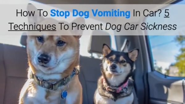 how to stop dog vomiting in car? 5 techniques to prevent dog car sickness