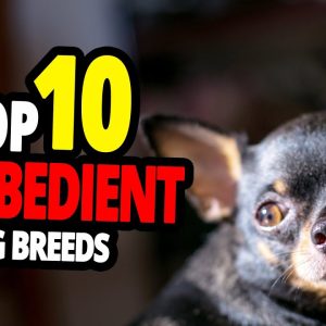 🐕 disobedient dogs top 10 most disobedient dog breeds in the world!