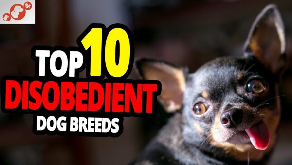 🐕 disobedient dogs top 10 most disobedient dog breeds in the world!