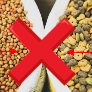 👉 if you feed labrador retriever with dry dog food ❌ stop immediately!