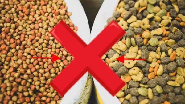 👉 if you feed labrador retriever with dry dog food ❌ stop immediately!