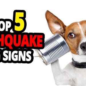 🐕 can dogs predict earthquakes? top 5 dog signs before an earthquake!