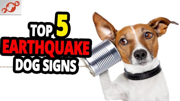 🐕 can dogs predict earthquakes? top 5 dog signs before an earthquake!