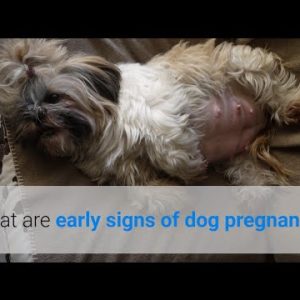 what are the early signs of dog pregnancy?