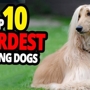 🐕 weirdest dogs – top 10 weirdest dog breeds in the world!