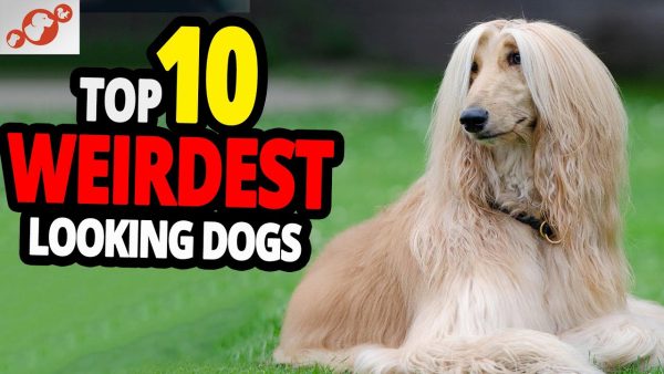 🐕 weirdest dogs – top 10 weirdest dog breeds in the world!