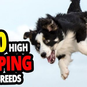 🐕 high jumping dogs top 10 dog breeds that can jump the highest in the world!