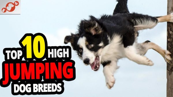 🐕 high jumping dogs top 10 dog breeds that can jump the highest in the world!