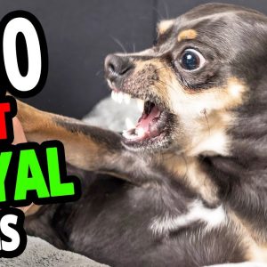 🐕 the least loyal dogs – top 10 least loyal dog breeds in the world!