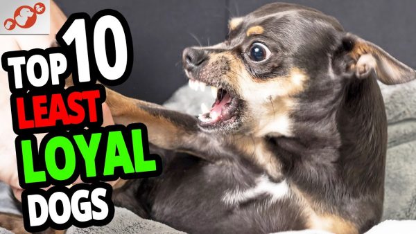 🐕 the least loyal dogs – top 10 least loyal dog breeds in the world!