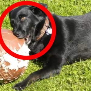 why does my dog chew everything? top 6 reasons revealed