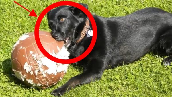 why does my dog chew everything? top 6 reasons revealed