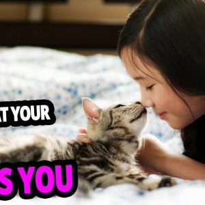 🐈 does your cat love you? top 10 signs cats use to show they love you!