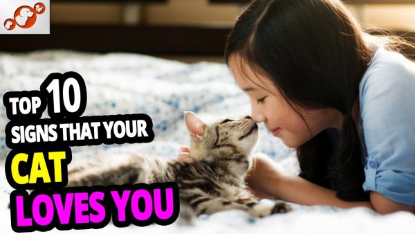 🐈 does your cat love you? top 10 signs cats use to show they love you!