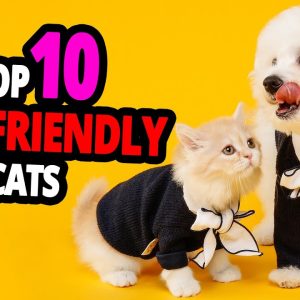 🐈 cats & dogs – top 10 most dog friendly cat breeds!