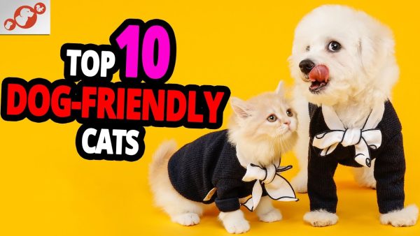 🐈 cats & dogs – top 10 most dog friendly cat breeds!