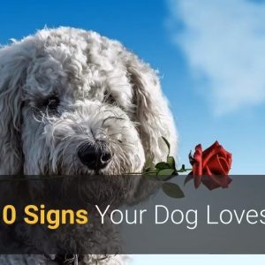 does my dog love me? top 10 most powerful signs dog loves you! 🐕