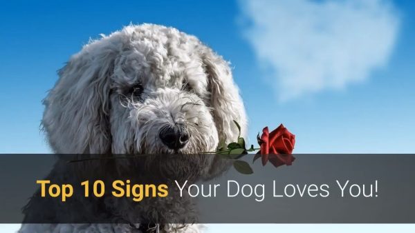 does my dog love me? top 10 most powerful signs dog loves you! 🐕