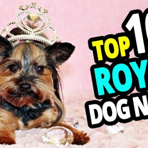 🐕 top 10 royal dog names!