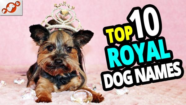 🐕 top 10 royal dog names!