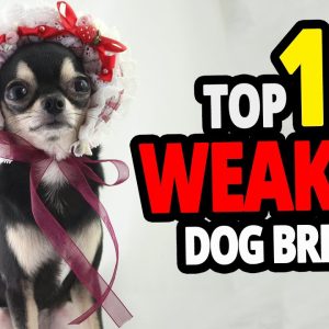 🐕 weakest dogs top 10 weakest dog breeds in the world!