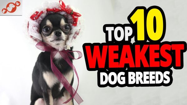 🐕 weakest dogs top 10 weakest dog breeds in the world!