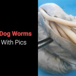 3 scary dog worms types, with pics