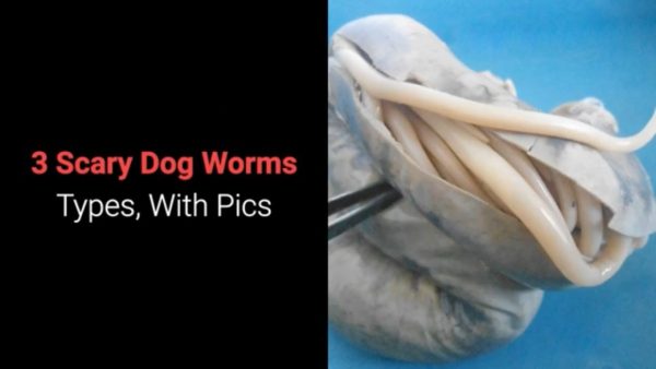 3 scary dog worms types, with pics